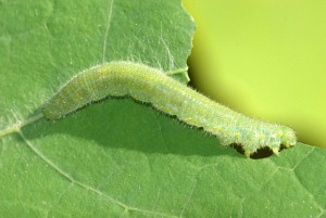 Small_Cabbage_White_Caterpillar